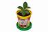 Набор для выращивания растений - Кофе арабский  - миниатюра №2